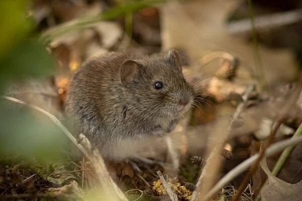 veldmuis (Microtus arvalis)