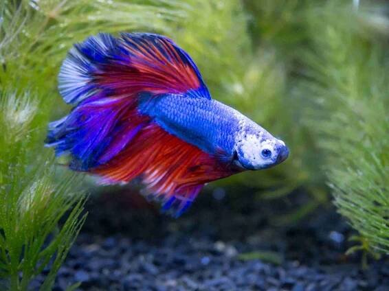 How Long Can Betta Fish Go Without Food? Complete Diet Guide