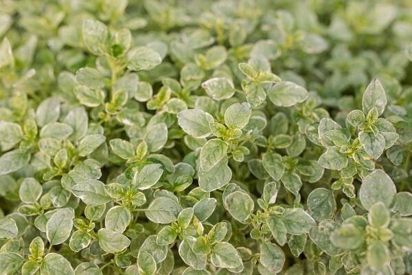 Dobromysl Aureum Variegata