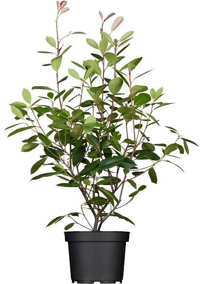 Blýskalka (Photinia) koupit online na OBI.cz
