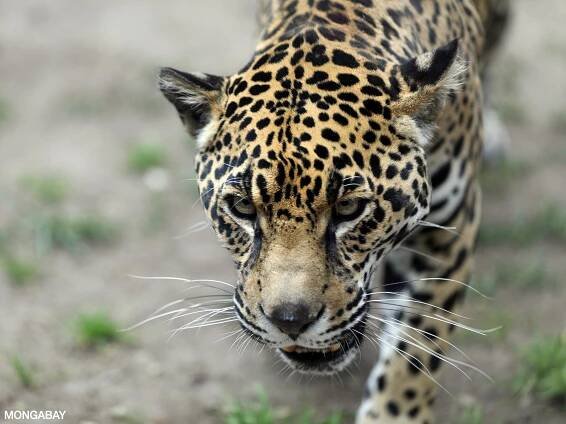 Animals in the Amazon Rainforest