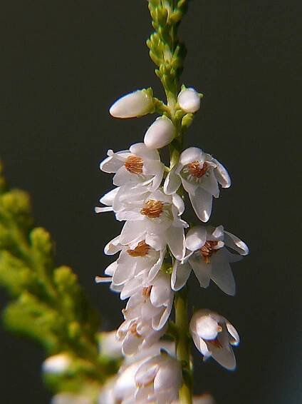 calluna vulgaris - vřes v kontej