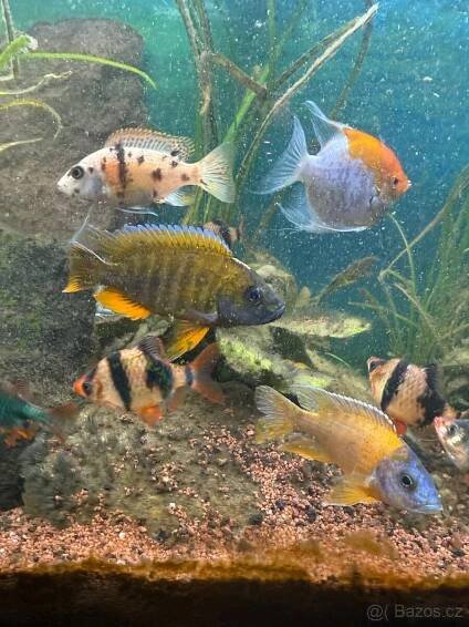 Akvarijní ryby , cichlidy, skaláry , parmicky