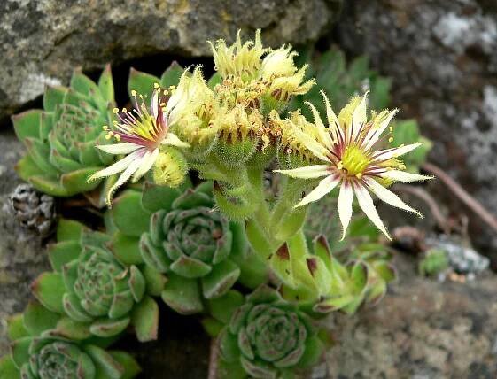 Floración Sempervivum tectorum
