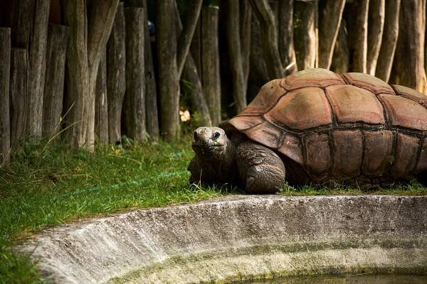ZOO Dvůr Králové: Audience u lvího krále » evillina.com