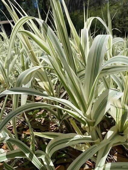 Arundo donax ‘Variegata’ (Variegated Giant Reed Grass)