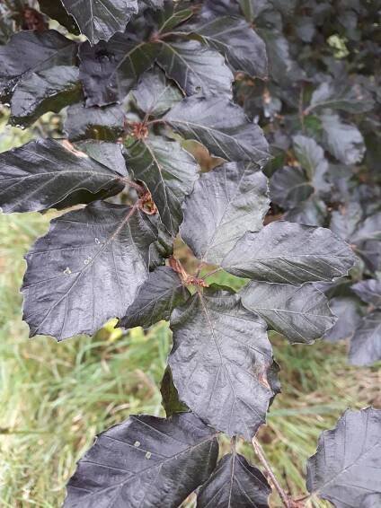 Fagus sylvatica 'Purpurea Nana'