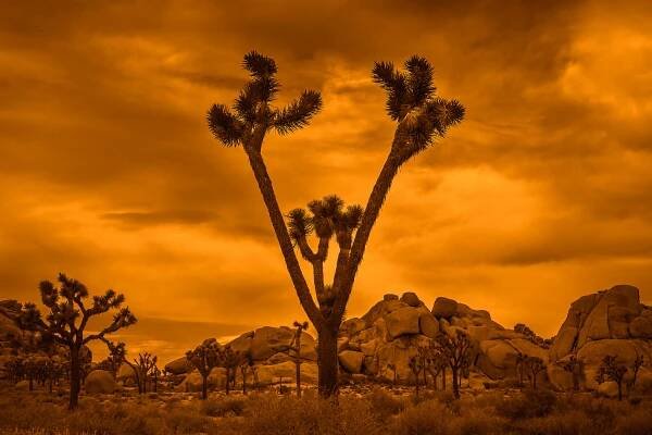 Joshua Tree ‹ DesignCSC, Carsten Steinhausen