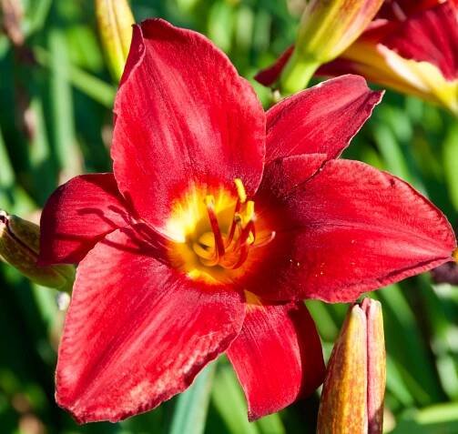 Hemerocallis 'Chicago Knockout'