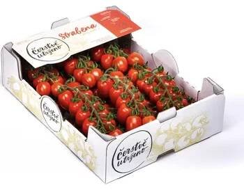 Cherry rajčata odrůdy Strabena na větvičce, min. 3 kg