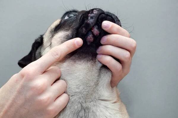 Portrét psa s rudě zanícenými ranami na obličeji. Alergie na psy, dermatitida — Stock obrázek