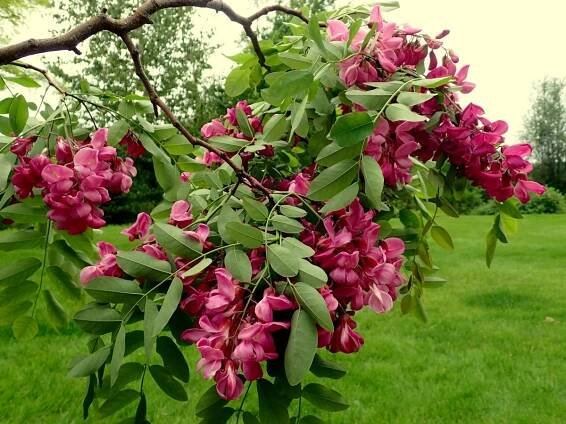 La Robinia pseudoacacia produce flores blancas o rosas