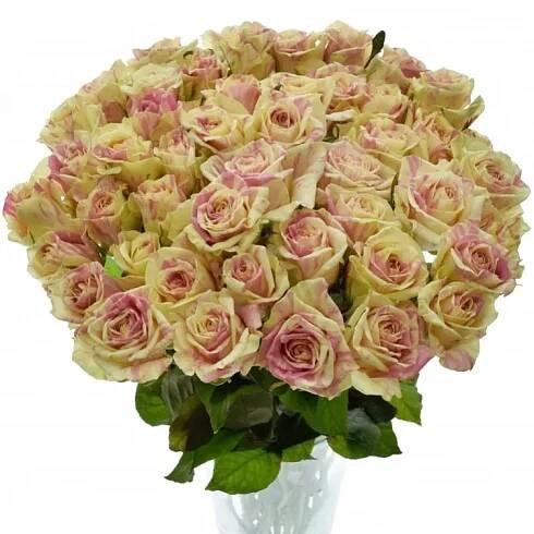 Žíhaná růže SWEET HARLEQUIN 30cm (M)