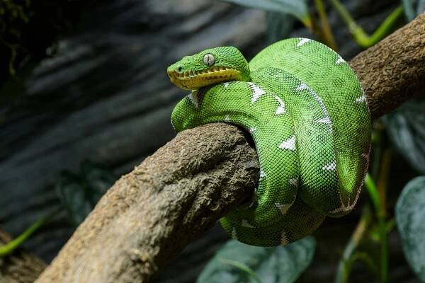 Hadi s psí hlavou obydleli Zoo Praha