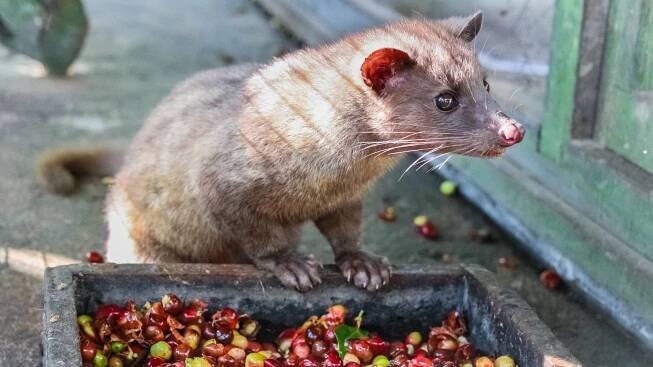 Asian Palm Civet Cats: The Cats Behind Kopi Luwak aka Cat Poop Coffee