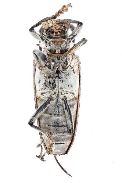 Rosenbergia porioni