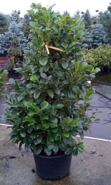 Prunus laurocerasus 'Etna' ®