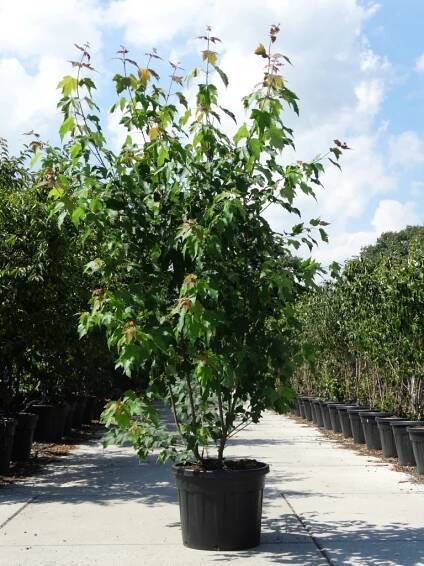 Delivery throughout whole summer / trees in container - Ruud van den Berk