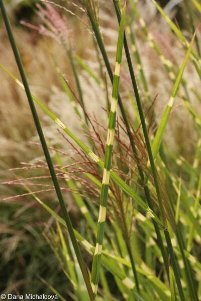 fotografie Miscanthus sinensis (ozdobnice čínská)