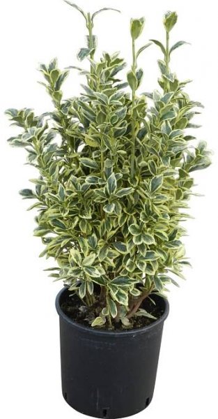 OBI Brslen japonský různé druhy výška cca 50 - 60 cm