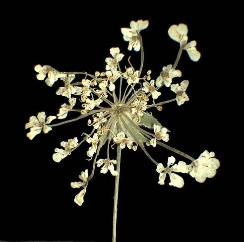 Anthriscus cerefolium (L.) Hoffm. - Portale della Flora d'Italia / Portal to the Flora of Italy