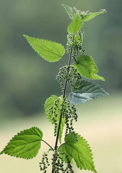 nettle weed tea