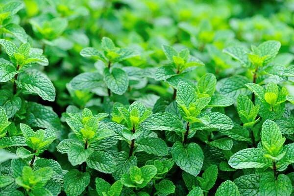 Peppermint - Ilesol Pharmaceuticals