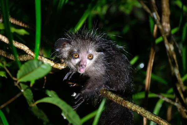 This weird-looking primate’s extra-long fingers give it an extra-gross talent