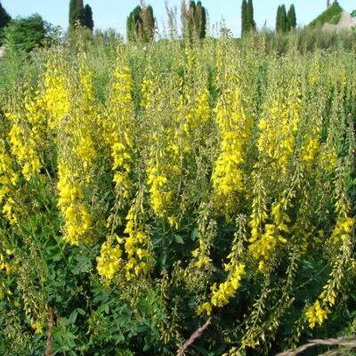 bobovité- FABACEAE – PlantaNaturalis.com