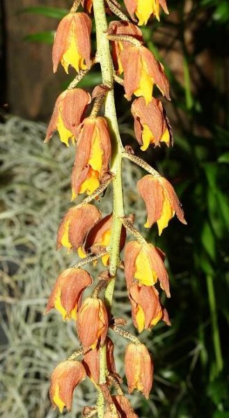 Lueddemannia - Wikipedia
