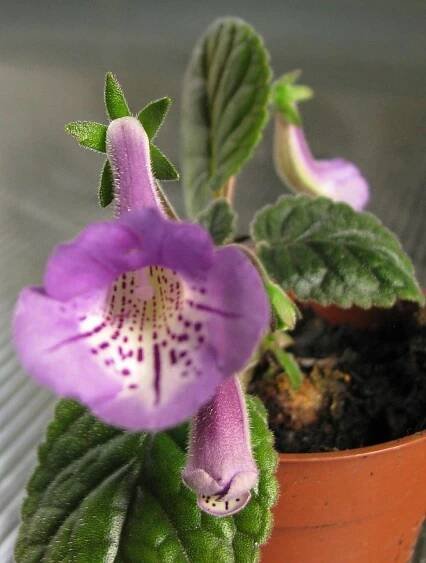 Sinningia "flair" - mini gloxinie — Květinářství Plantica