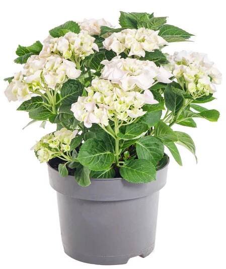 Hortenzie velkolistá, Hydrangea macrophylla, bílá, skladem | ZAZUMi.cz