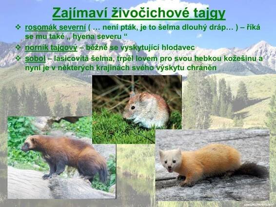 PPT - Přírodověda – Podnebné pásy ( Mírný pás ) PowerPoint Presentation ...
