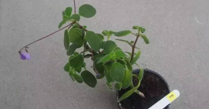 Streptocarpus saxorum - baby rostlinka