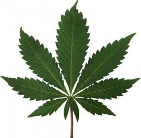 odrůdy listů marihuany Nuka 