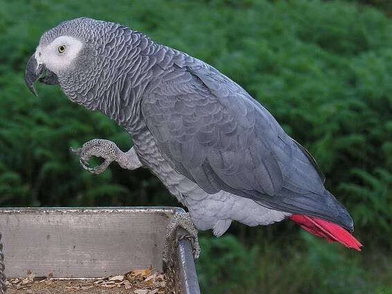 File:Psittacus erithacus -perching on tray-8d.jpg - Wikimedia Commons