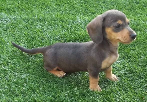 Dachshund - Puppies, Rescue, Pictures, Information, Temperament, Characteristics | Animals Breeds