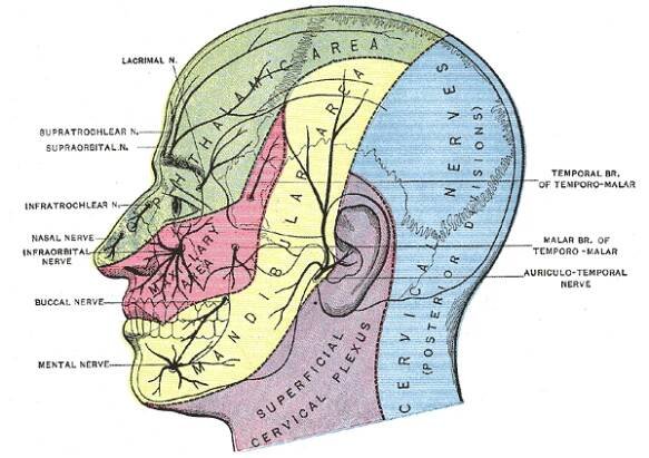 Neuralgie trigeminu – WikiSkripta