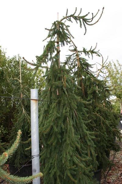Picea abies ´Inversa´ | BENED - zahradní architektura s.r.o.