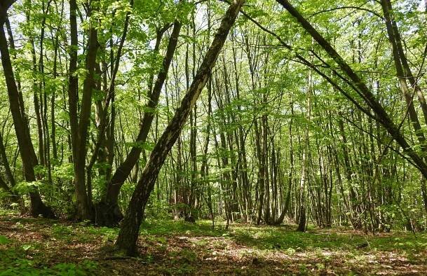 Prosvětlování nížinných lesů podporuje biodiverzitu