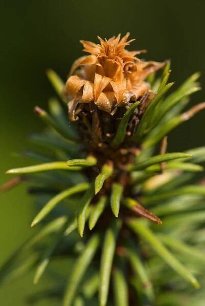 Picea abies ´Virgata´ - smrk ztepilý - květenství samčí 