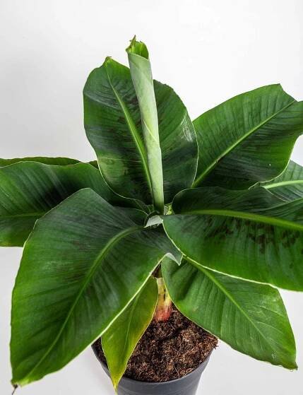 Banánovník zakrslý, Musa dwarf cavendish,17 - 19 cm, skladem | ZAZUMi.cz