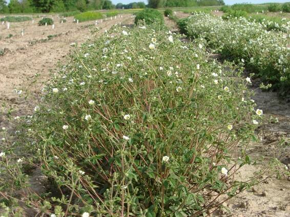 růžovité- ROSACEAE – 2. stránka – PlantaNaturalis.com