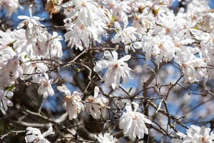 29 Flowering Trees to Add a Beautiful Canopy to Your Garden