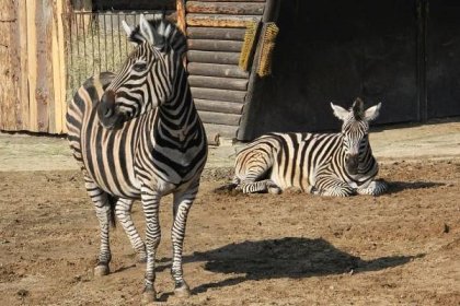 Nový přírůstek v hodonínské zoo: zebry Chapmanovy přicestovaly z Liberce