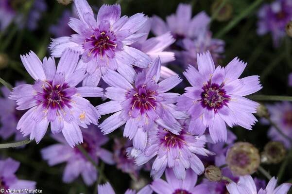 Catananche caerulea – poblekla modrá • Pladias: Databáze české flóry a vegetace