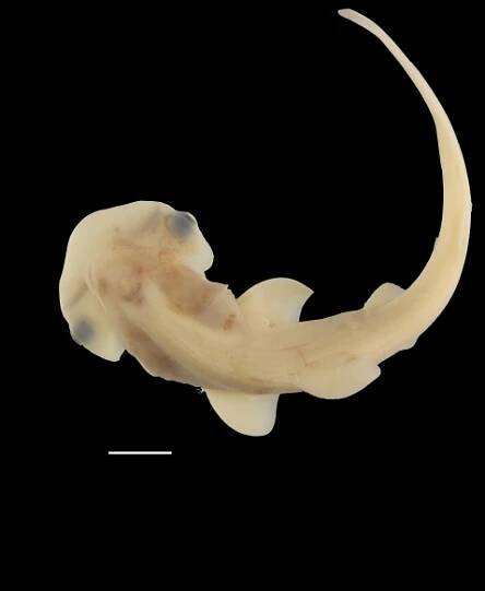 A top-down view of an embryonic hammerhead shark with a nascent hammer forming at the head.