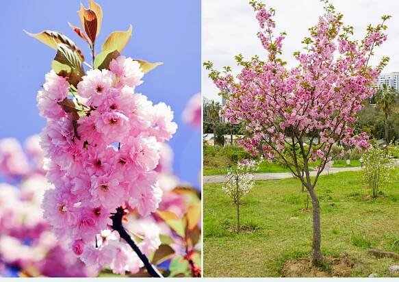 Sakura ozdobná Pink Perfection