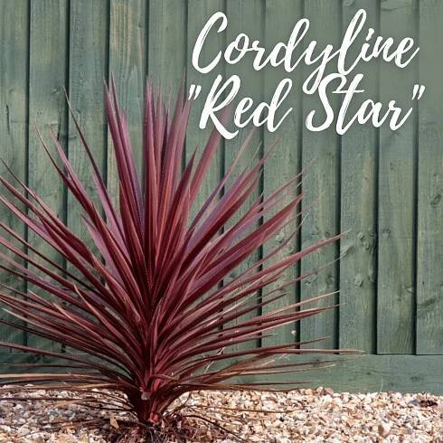 Cordyline