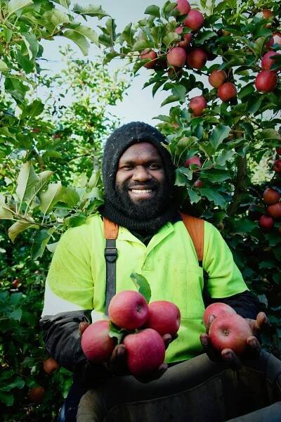 Apple orchard worker from Vanuatu working in Shepparton Victoria